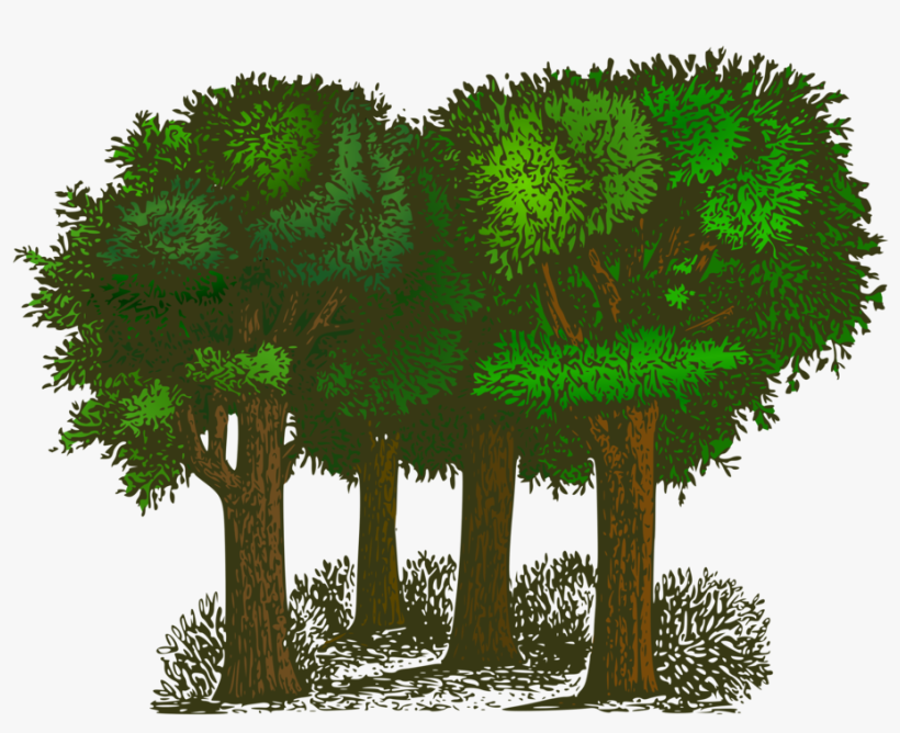 Forest Cartoon Clipart - Trees Of Pride By G. K. Chesterton, transparent png #73375