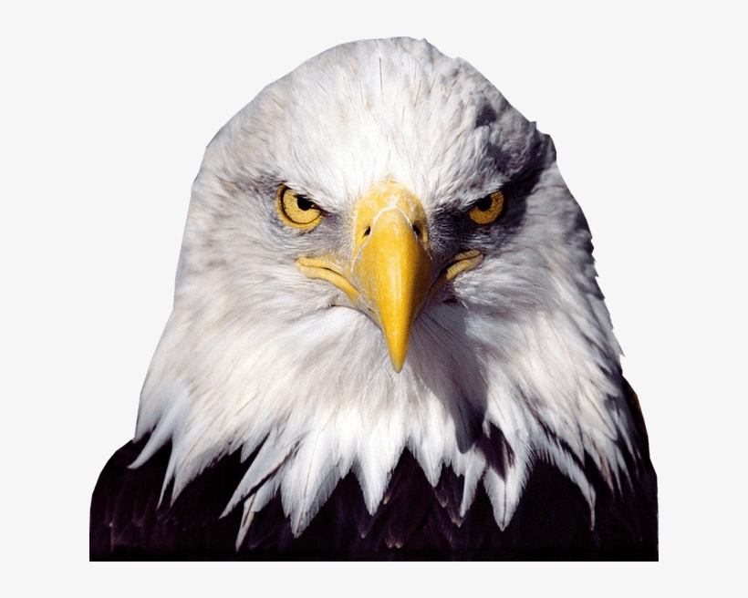 Download Bald Eagle Transparent Image Bird Graphic Svg Royalty ...