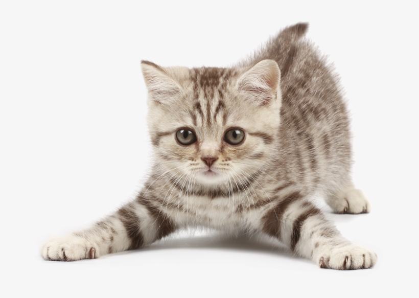 Kitten - Min Lilla Bok Om Djurens Ungar, transparent png #73465