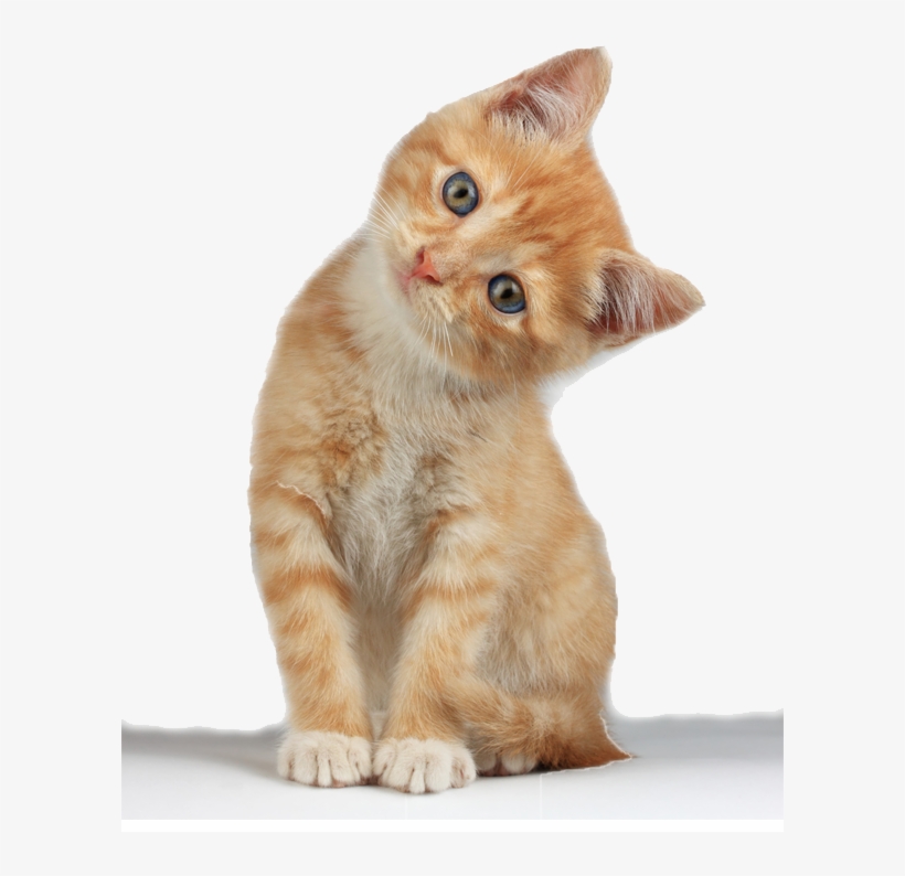 Kitten Png Images Free Download Pngmart Com - Kitten Png, transparent png #74109