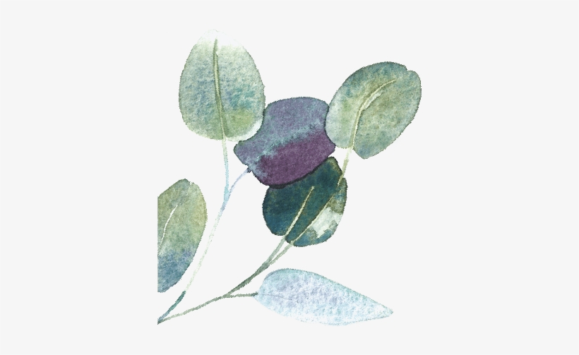 Artist's Impression Only - Acacia Greggii, transparent png #74336