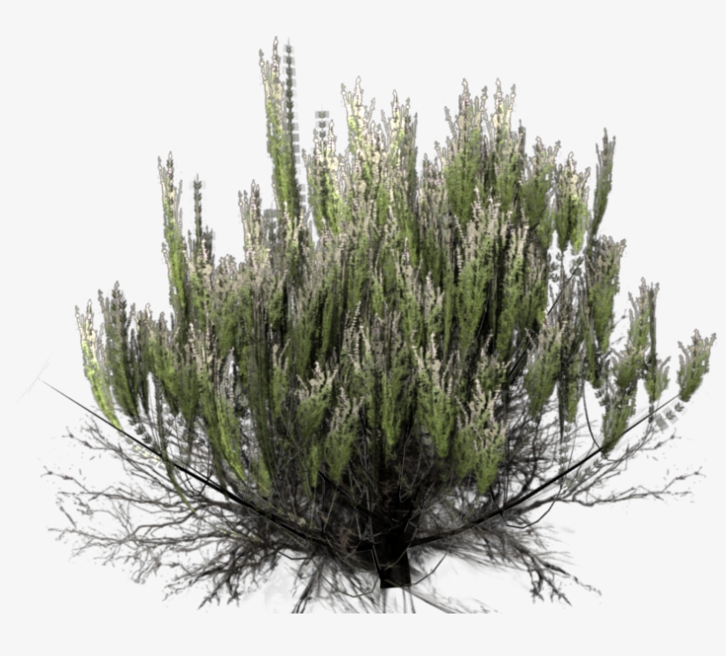 Desert Bush Png - Desert Bush Transparent Background, transparent png #74398