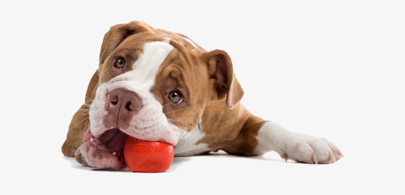 Daycare - Sleeping Dog Png, transparent png #74604