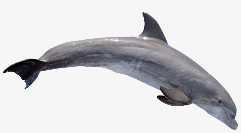 Dolphin Png, transparent png #74645