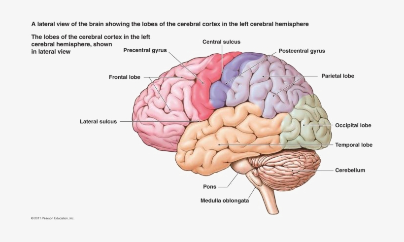 Brain Png Free Download - Nervous System Diagram Brain, transparent png #74886