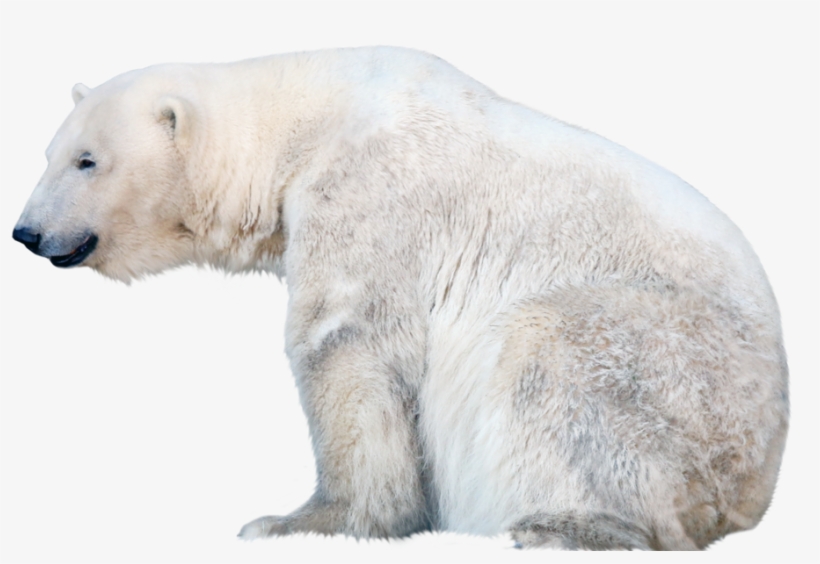 Polar Bear Png Free Download - Polar Bear With Transparent Background, transparent png #74998