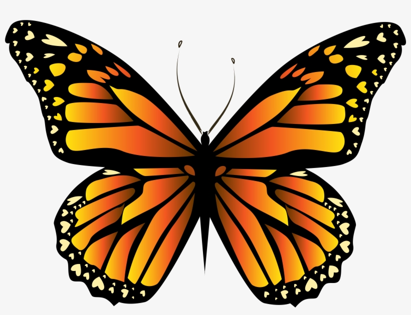 Butterflies Clipart Orange, transparent png #75713