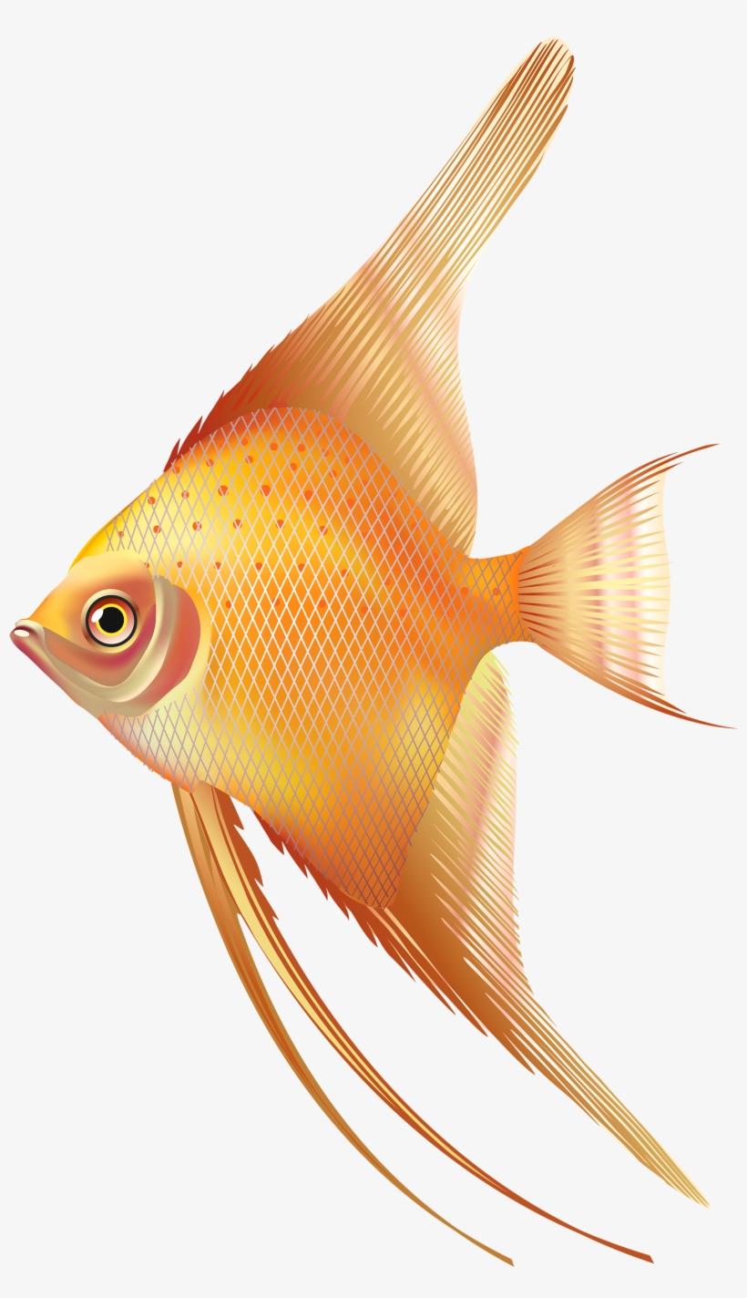 Nice Exotic Fish Png Clipart - Fresh Water Aquarium Fish Png, transparent png #75782