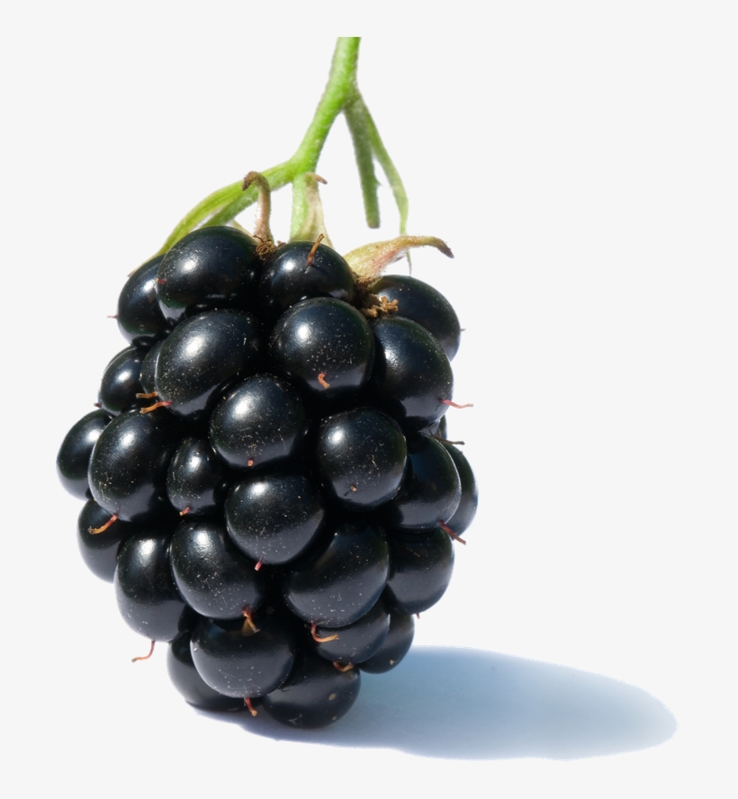 Blackberry Fruit Free Png Image - Diseases Of Raspberries And Blackberries, transparent png #76118
