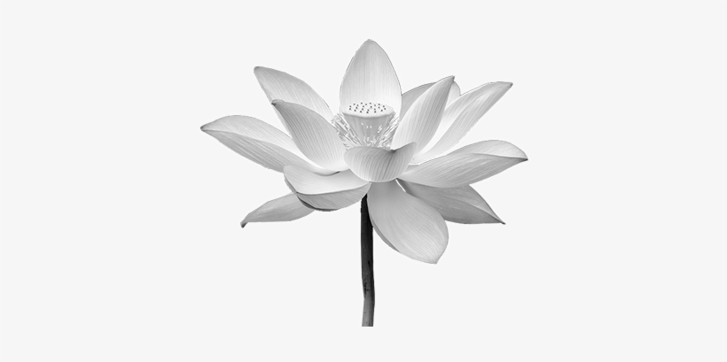 White Lotus Png Sacred Lotus Free Transparent Png Download Pngkey