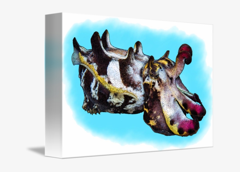 Flamboyant Cuttlefish By Roger Hall Download - Metasepia Pfefferi, transparent png #76164