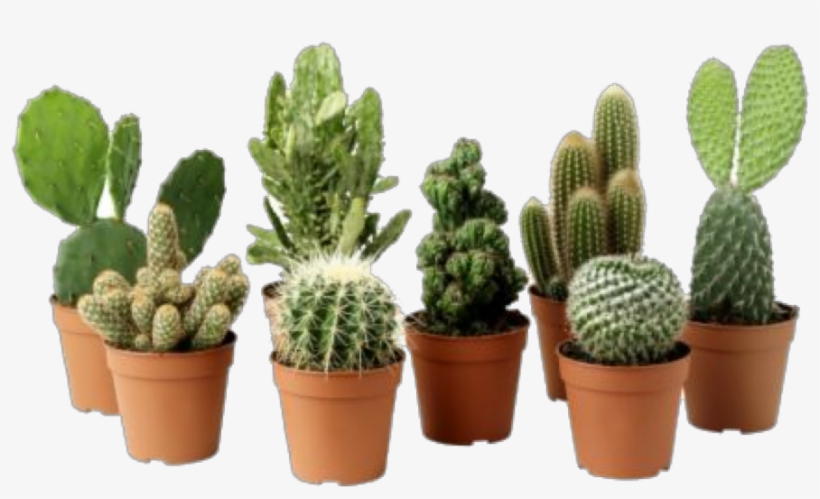 Cactus Plant Png Clipart - Cactus Plant Png, transparent png #76739