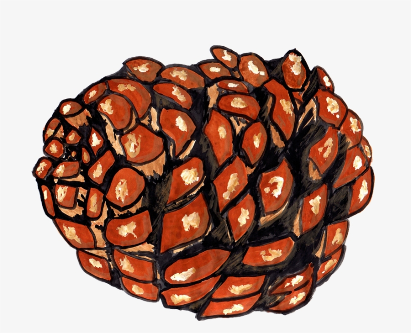 Pine Cones, Pine, Watercolor, Isolated, Handpainted - Drawing, transparent png #77097