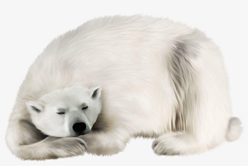 Polar Bear, transparent png #77418