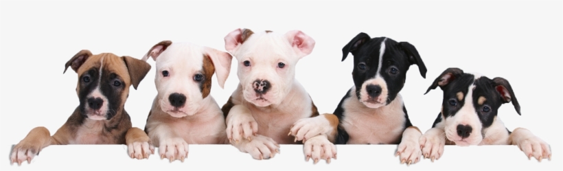 Puppy-hangover - National Puppy Day, transparent png #78053