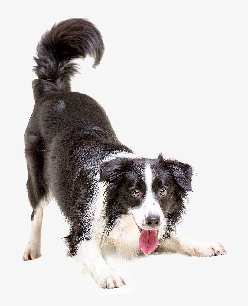 When To Start Vaccinating Your Pet - Border Collie Dog Png, transparent png #78218