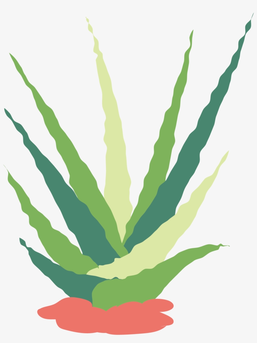 Picture Freeuse Download Cactaceae Succulent Plant - Cactus, transparent png #78258