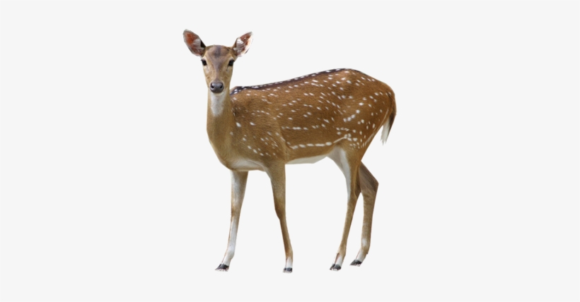 Deer Png Clipart - Deer Png, transparent png #78421