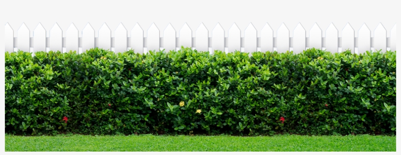 Green Bush In Front Of A Fence - Kennedy Space Center, transparent png #78603