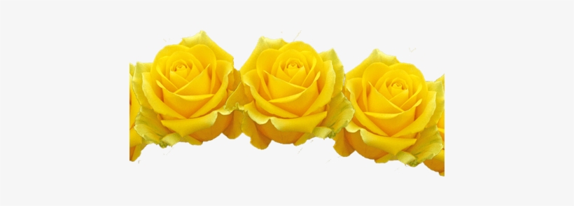Beautiful Flowers Filter Various Pictures Of The - Transparent Yellow Flowers, transparent png #78784