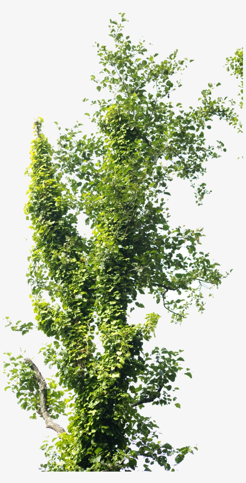 Photoshop Texture, Photoshop Elements, People Png, - Arbol De Noche Png, transparent png #79194