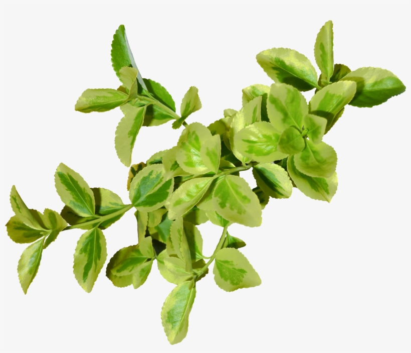 Green Leaf Png - Plant Leaves Png, transparent png #79421
