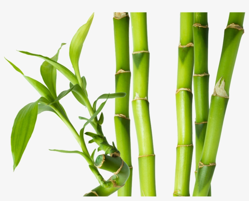 Bamboo Png Tiges De Bambou Free Transparent Png Download Pngkey