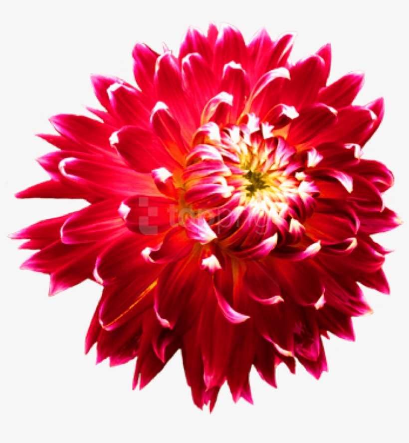 Blue Cornflower Clip Art - Dahlia Png, transparent png #79497