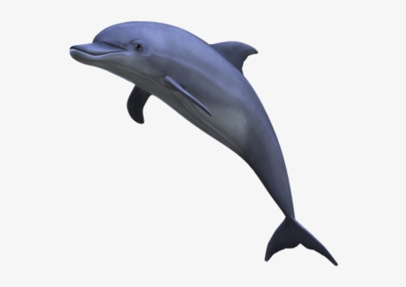 Free Images Toppng Transparent Banner - Dolphins Png, transparent png #79498