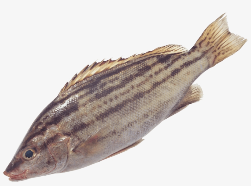 Free Png Fish Png Images Transparent - 常见 食用 海鱼 图片, transparent png #79524
