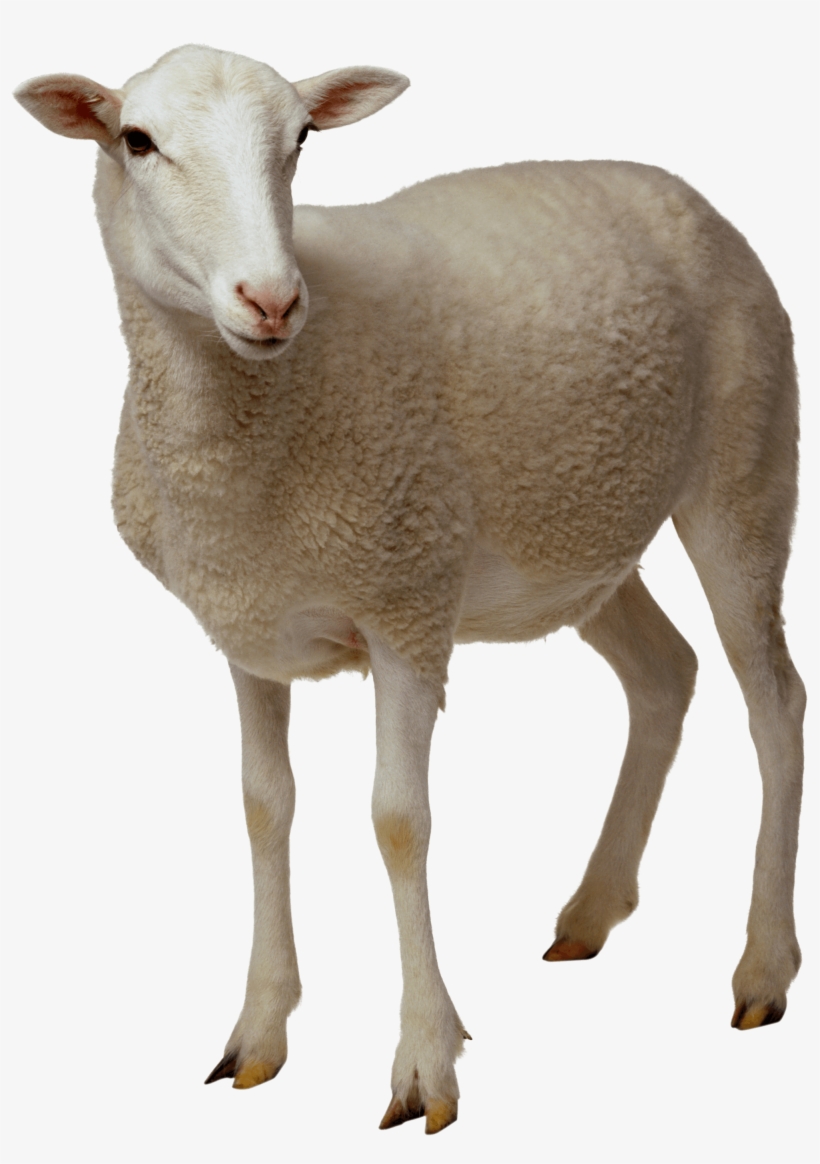 Looking Transparent Stickpng Download Image Transparent - Sheep Png, transparent png #79596