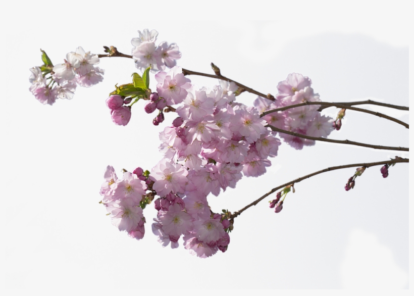 real cherry blossom tree branch