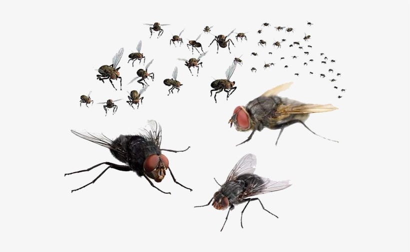 Fly Png Free Download - Flies Png, transparent png #79827