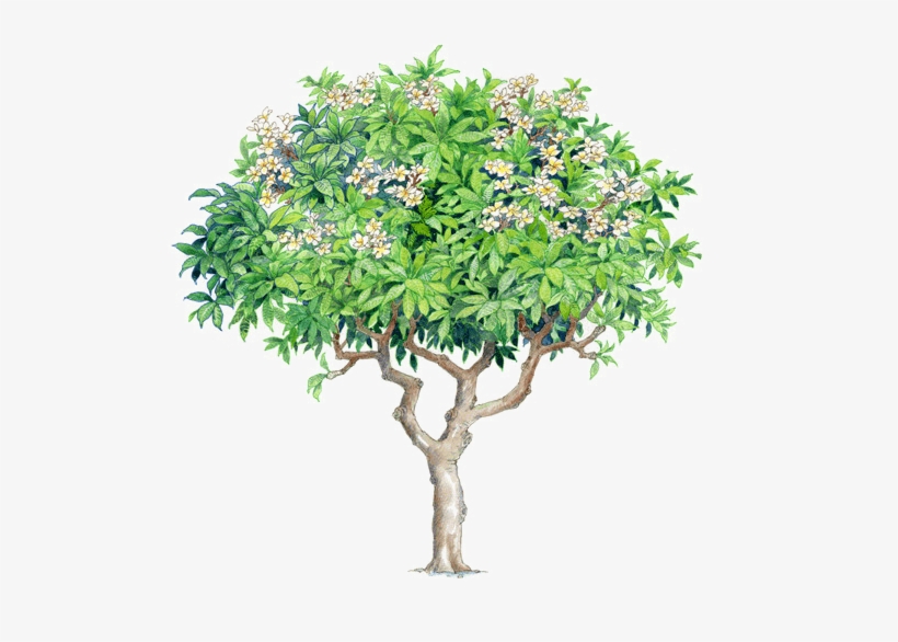 Watercolor Trees - Plumeria Rubra Plumeria Tree Psd, transparent png #79833