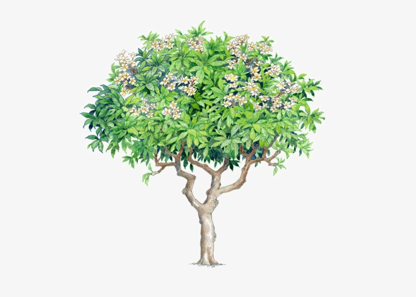 Watercolor Trees - Plumeria Rubra Plumeria Tree Psd - Free Transparent PNG  Download - PNGkey