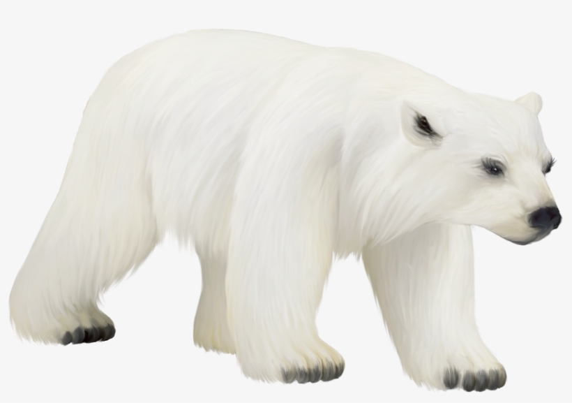 Polar White Bear Png - Polar Bear, transparent png #79910
