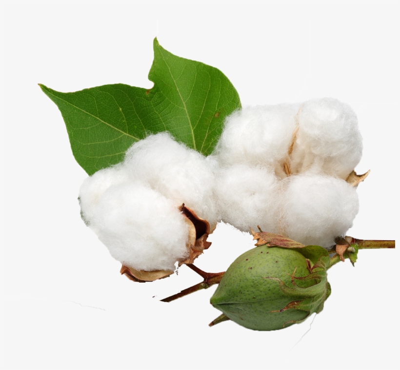 Cotton Seed, transparent png #701382