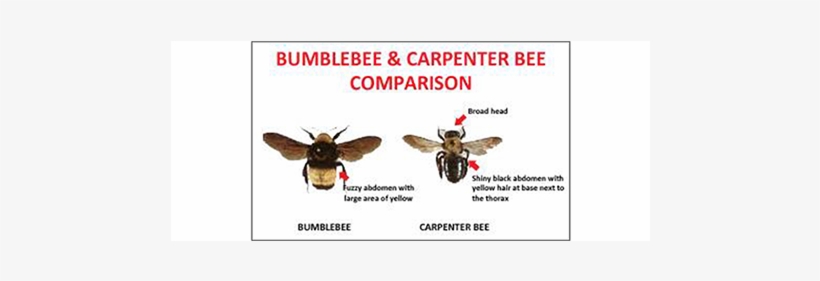 The New Adults Then Leave The Nesting Holes To Feed - Bumblebee, transparent png #702237