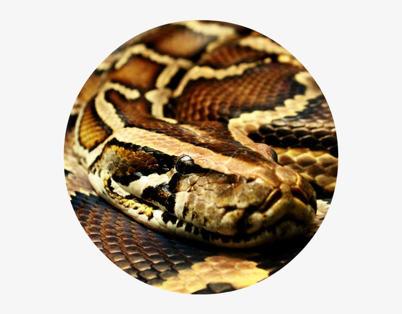 Burmese Python Wallpaper 1 - مار پیتون برمه, transparent png #702266