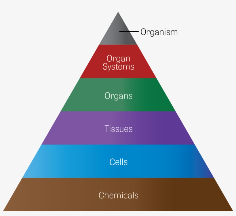 Diagram Of A Six-layer Pyramid To Represent The Hierarchical - Triangle, transparent png #703119