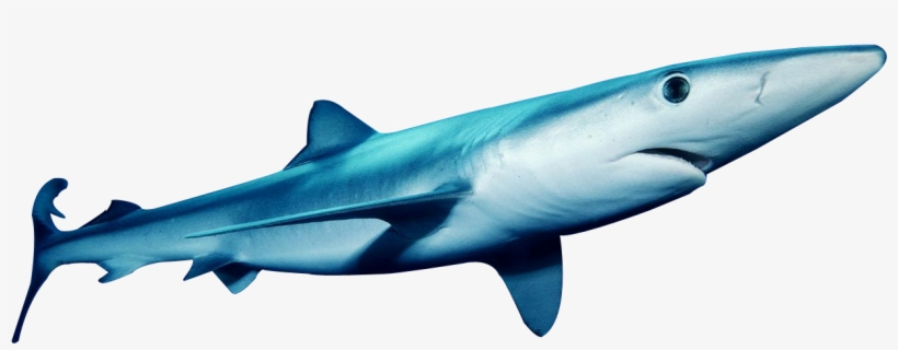 This Png Image - Blue Shark Transparent, transparent png #705583