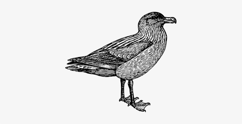 European Herring Gull Water Bird /m/02csf Goose - /m/02csf, transparent png #708412