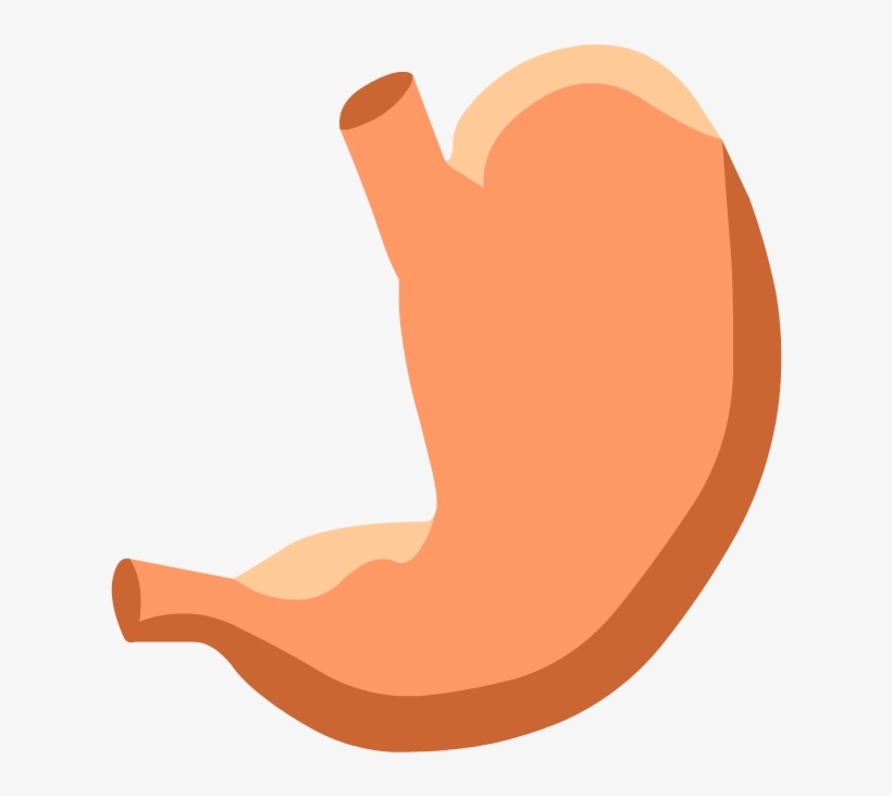 Stomach Drawing Label - Stomach Digestive System No Labels, transparent png #709716