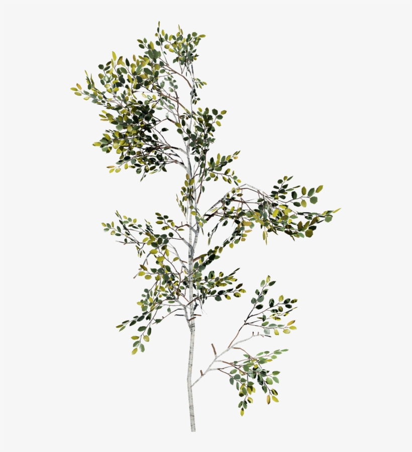Paper Birch Sapling, transparent png #7000790