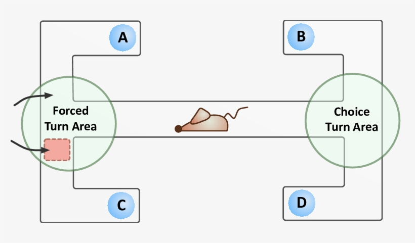 T Maze Design Each Arm Of The Maze Has Been Labelled, transparent png #7001436