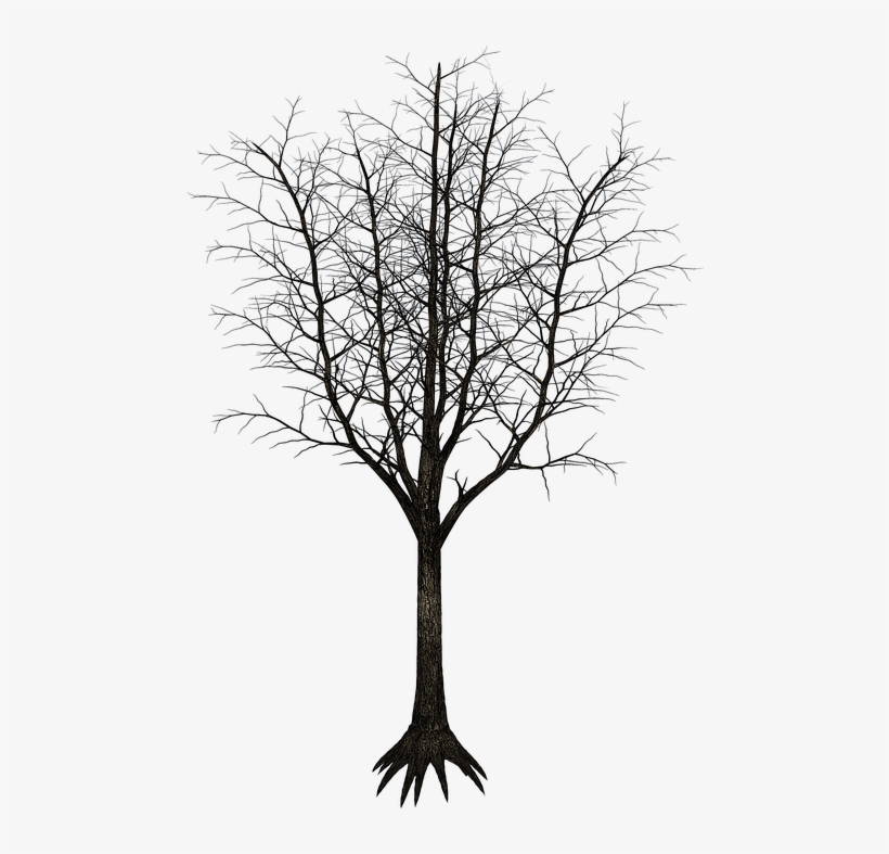 Isolated Tree, Tree, Tribe, Aesthetic, Branches, transparent png #7002026
