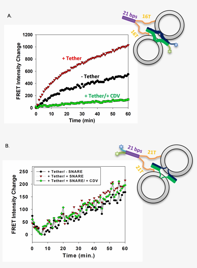 Dna Lipid Tethers, transparent png #7003287