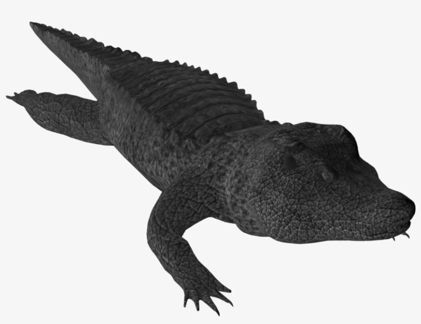 Png Free Download Crocodile Clipart Small Alligator, transparent png #7006228