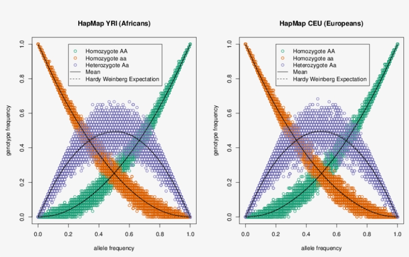 Demonstrating Hardy-weinberg Proportions Using 10,000, transparent png #7008565
