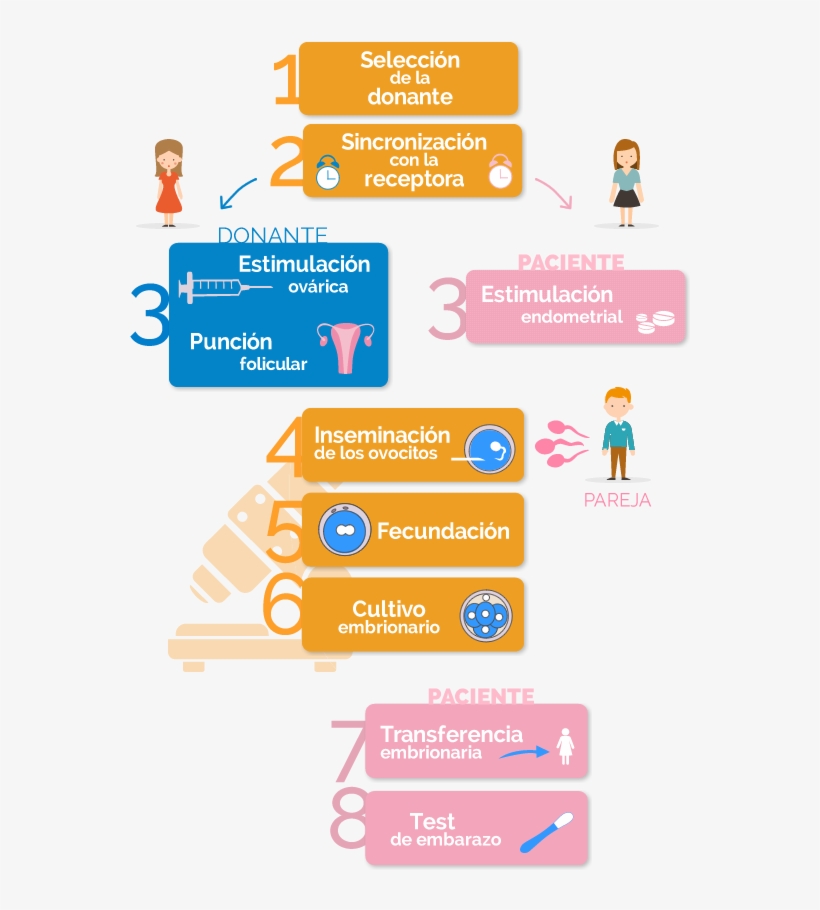 Fases De La Fecundación In Vitro Con Ovodonación Y, transparent png #7010127
